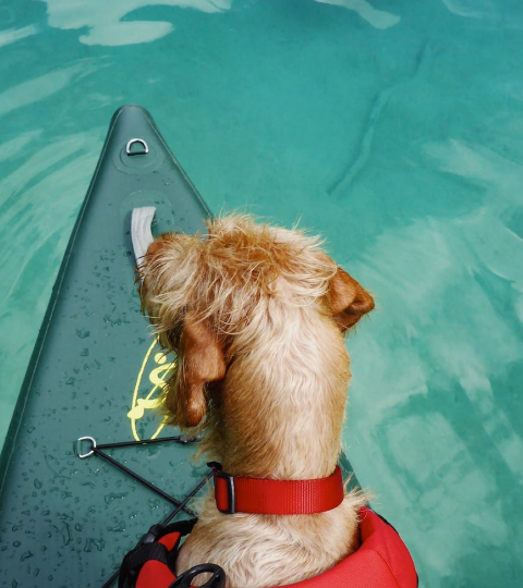 sample-480x540-dog.png
